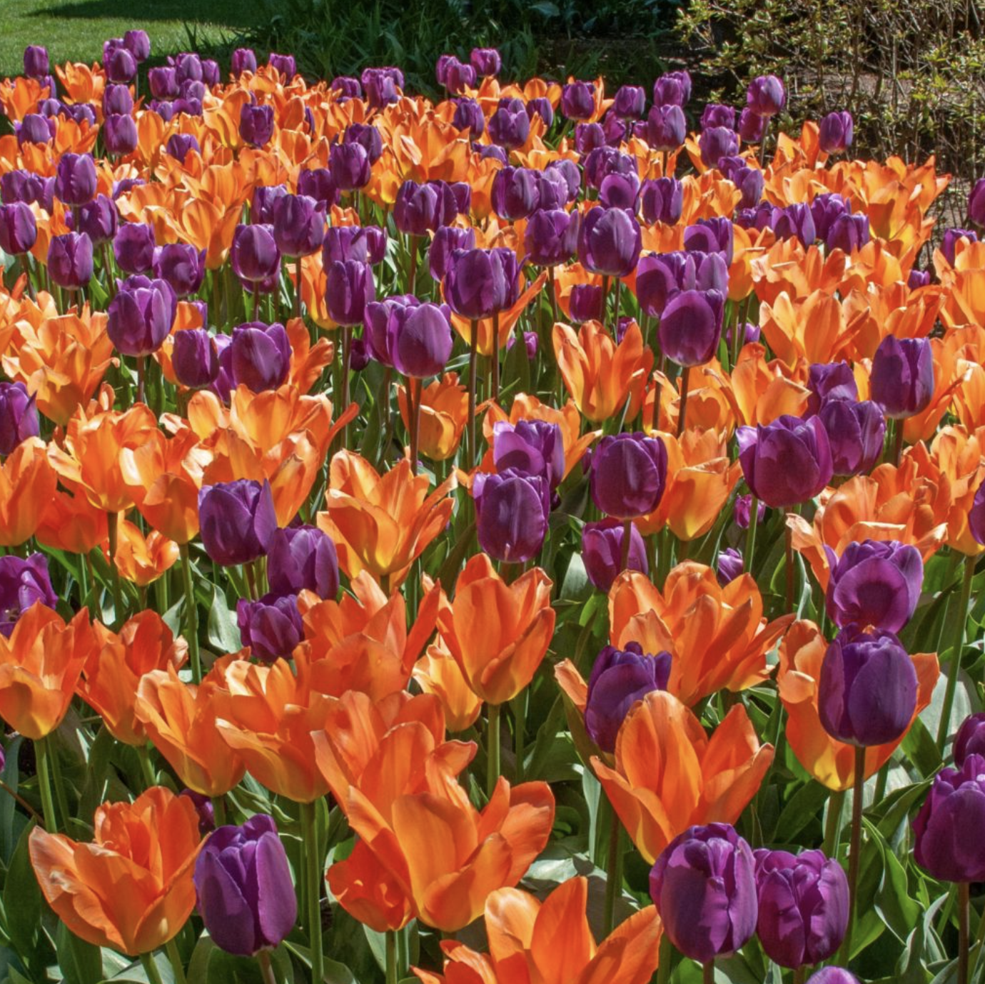 Red Impression Scarlet Red Tulip Bulbs (25 Pack) | Premium Dutch